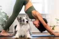 London Puppy Yoga Avatar